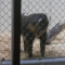 I ran through the baboon house, since I hate baboons. I stopped only to photograph the moment.