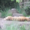 This is the tiger that didn't jump at me.