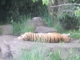 This is the tiger that didn't jump at me.