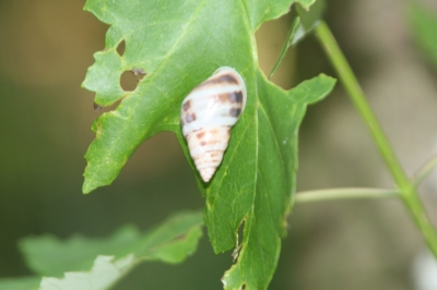 snail 006.jpg