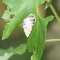 snail 006.jpg