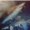 Diving with Sharks.jpg