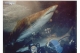 Diving with Sharks.jpg