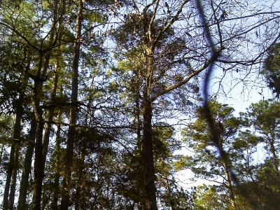 IMAG0259.JPG