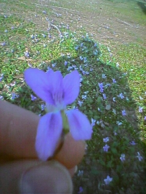 flower