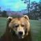 Bear2.JPG
