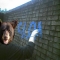 Bear.JPG