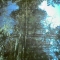 forest 8.jpg