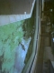 The Kiddie pool