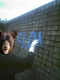 Bear.JPG