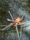 firepit 4.jpg
