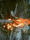 firepit 5.jpg