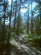 forest 1.jpg