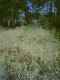 forest 2.jpg