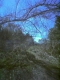 forest 3.jpg