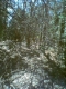 forest 4.jpg