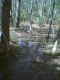 forest 5.jpg