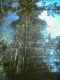 forest 8.jpg