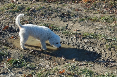 Poodle Drinking