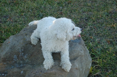 Post-walk poodle