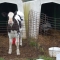 A calf.