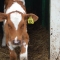 Another calf.
