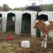 Calf pens.