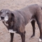 Old pup.