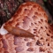A slug on a mushroom.