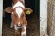 Another calf.