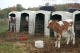Calf pens.