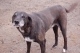 Old pup.