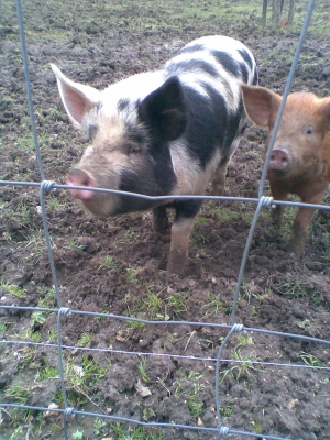 Pigs number 1 and 2