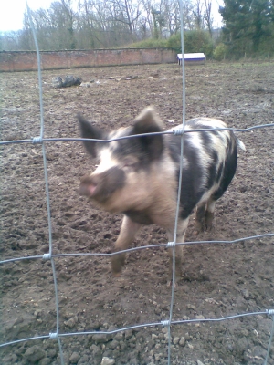 Pig number 3