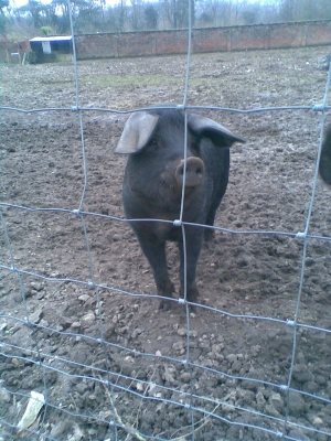 Pig number 4
