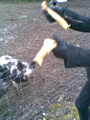 Ready, steady, throw pancakes to pigs!