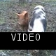 Video004.3gp