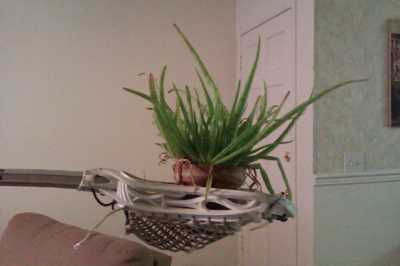 lacrosse + aloe = awesome