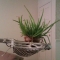 lacrosse + aloe = awesome