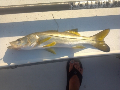 snook.jpg