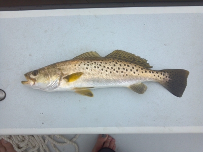 trout.jpg