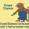 Block_20_Striped_Chipmunk.JPG