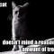 noir-cat.bmp