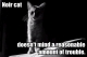 noir-cat.bmp