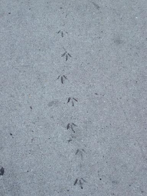bird prints in cement