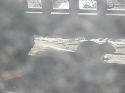 clever little bastard