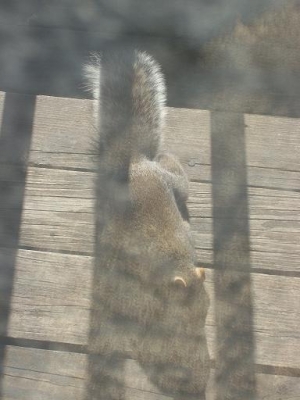 circling in the water