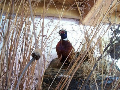 pheasant diorama