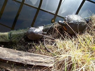 resident turtles