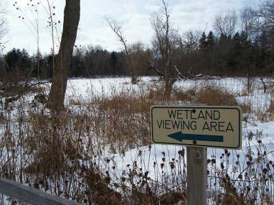 wetland is icy right now